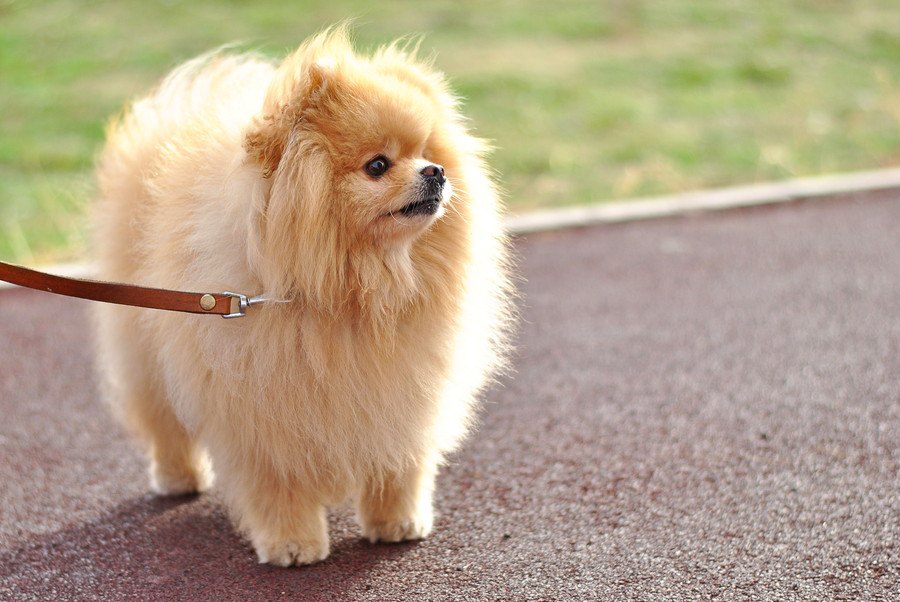 万が一犬のリードが離れてしまった時のために備えるべきこと３つ