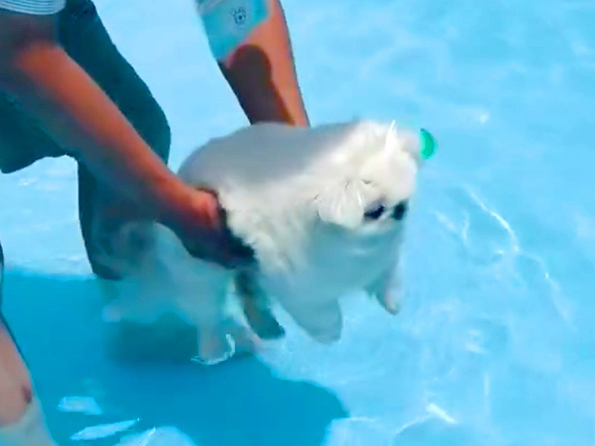 初めてプールで泳ぐ10歳の老犬→そっと入水させてみた結果…『まさかの光景』に2万6000いいね集まる「可愛い」「頑張ってて偉い」と絶賛