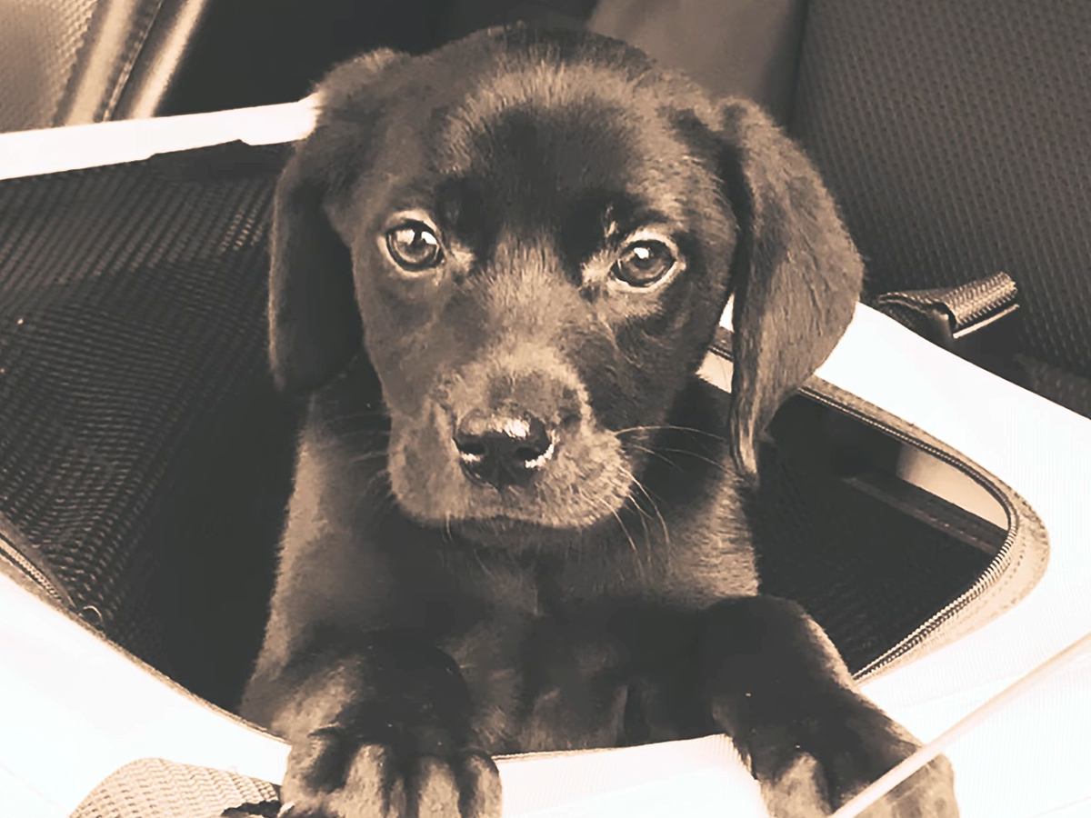 倉庫のダンボールで売れ残った『6万円の大型犬』を飼った結果…運命的な出会いから7年後の『現在』に反響「愛に溢れてる」「感動しました」