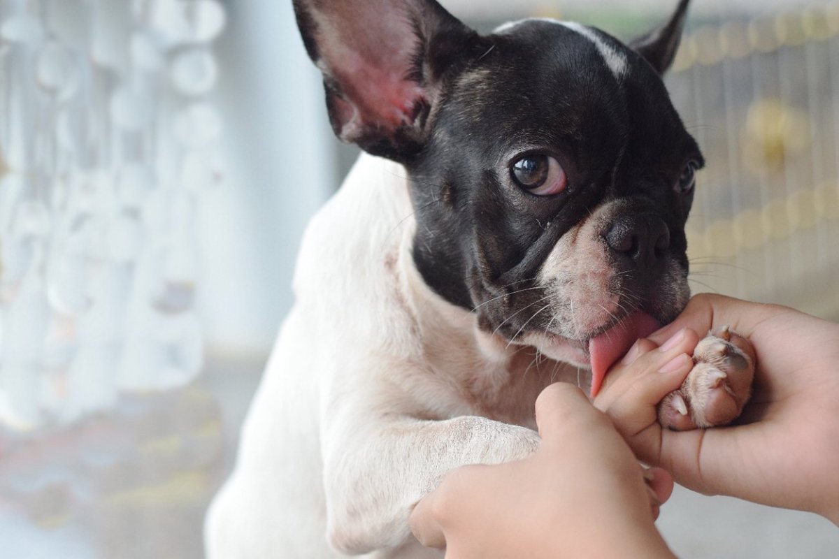 犬が飼い主を舐める『5つの心理』やめさせるべき？場所ごとで違う愛犬の気持ちとは