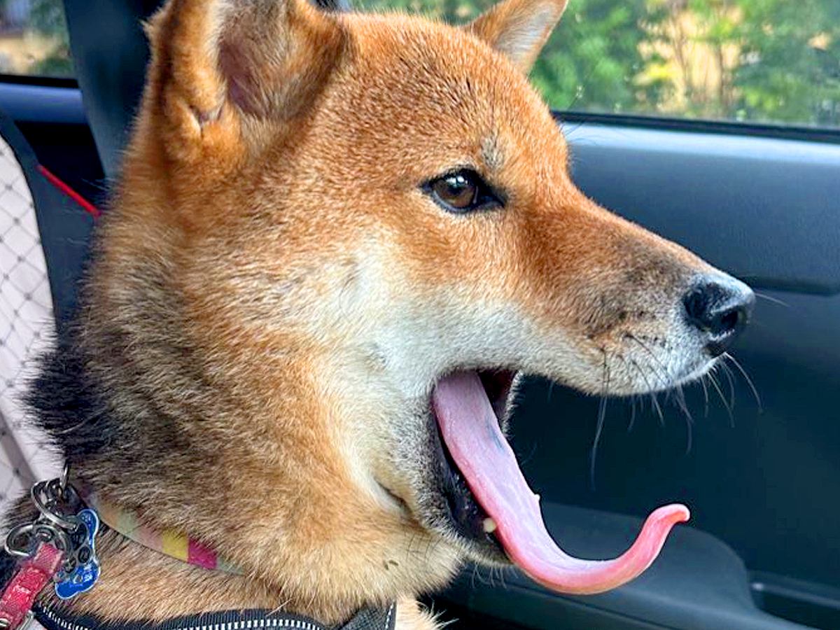 『あくびをする犬の写真』を撮ってみたら…まさかの『文字が浮かび上がる光景』に3万いいね「先端に顔が見えてきたｗ」「毛筆で草」と反響