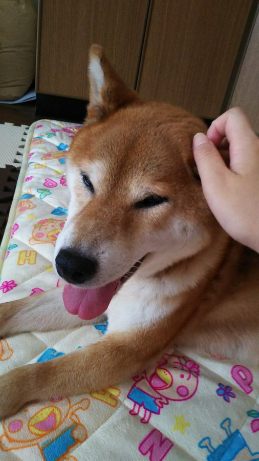 ひとりぼっちのお母さん ～繁殖犬だった老犬を引き取った話～