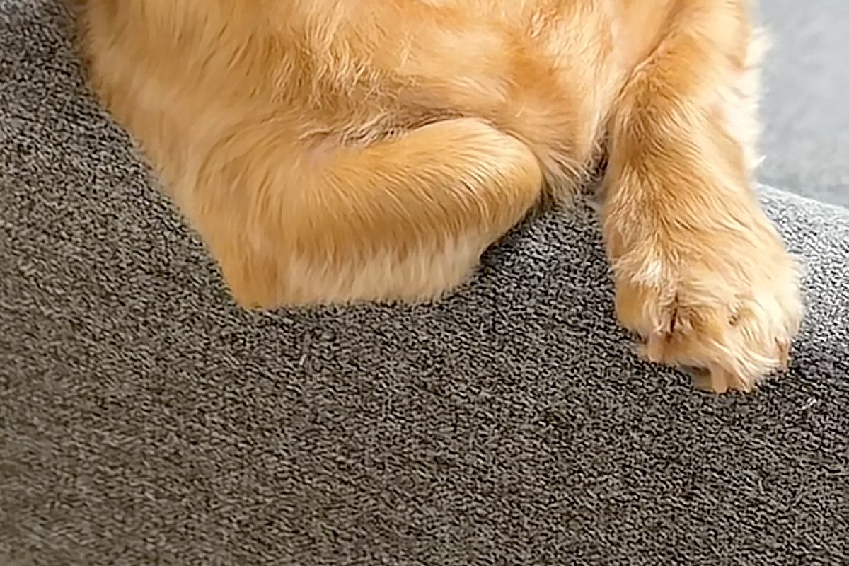 ふと『ソファでくつろぐ犬』を見た結果→なぜか『ひじ掛け』に…あまりにも人間すぎる『貫禄ある光景』が10万再生「くつろいでて草」「声出たｗ」