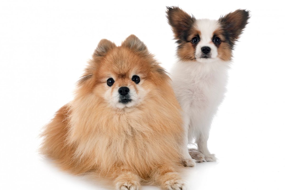 ポメヨン（ポメパピ／パピポメ）｜ミックス犬の特徴・性格・飼い方と価格相場、寿命まで解説