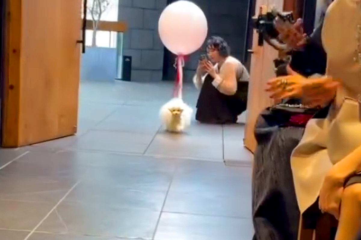 結婚式の『リングドッグ』を任された犬の1日に密着→挙式で見せた『尊い行動』が238万再生「反則並の可愛さ」「きゅんきゅんした」と悶絶