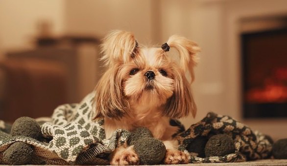 犬が冬に熱中症になる？！飼い主のNG行為が原因に…！