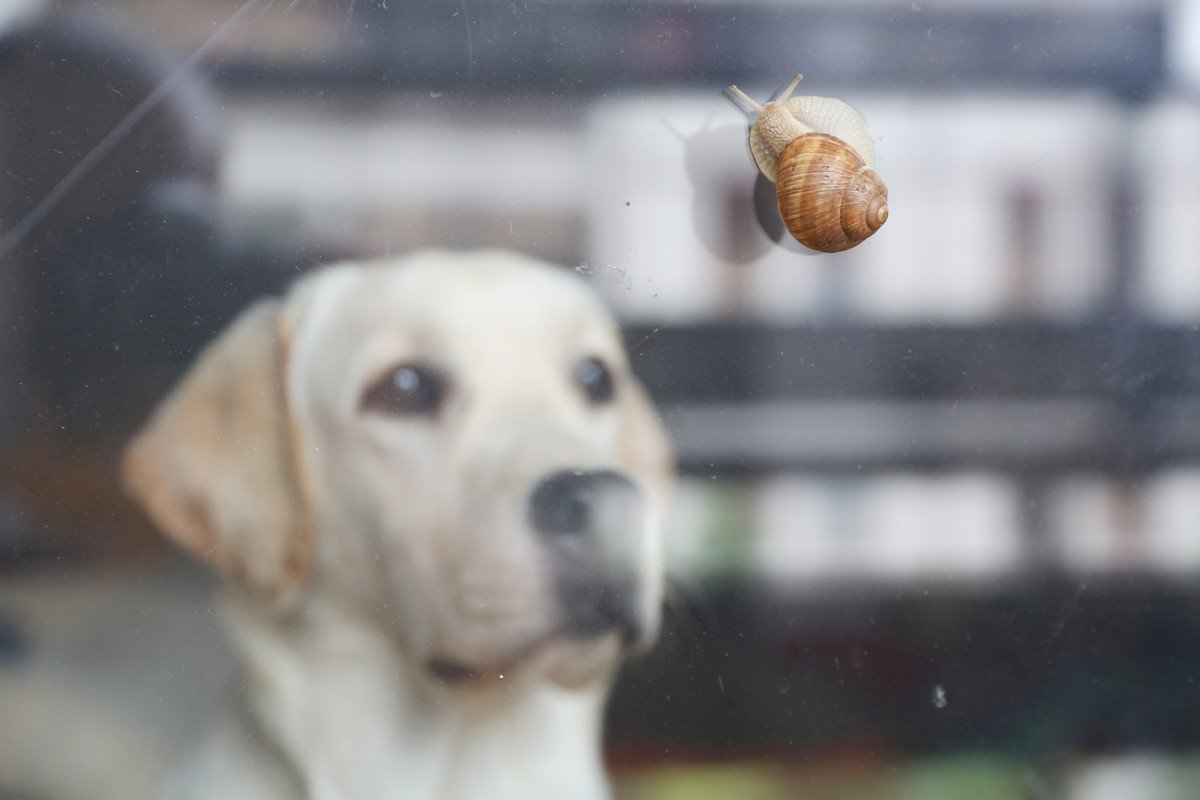 犬が『カタツムリを誤食』してしまったら…　危険な理由や食べさせないためにすべきことまで