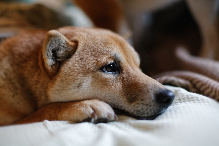 犬がしょんぼりするタイミング７つ