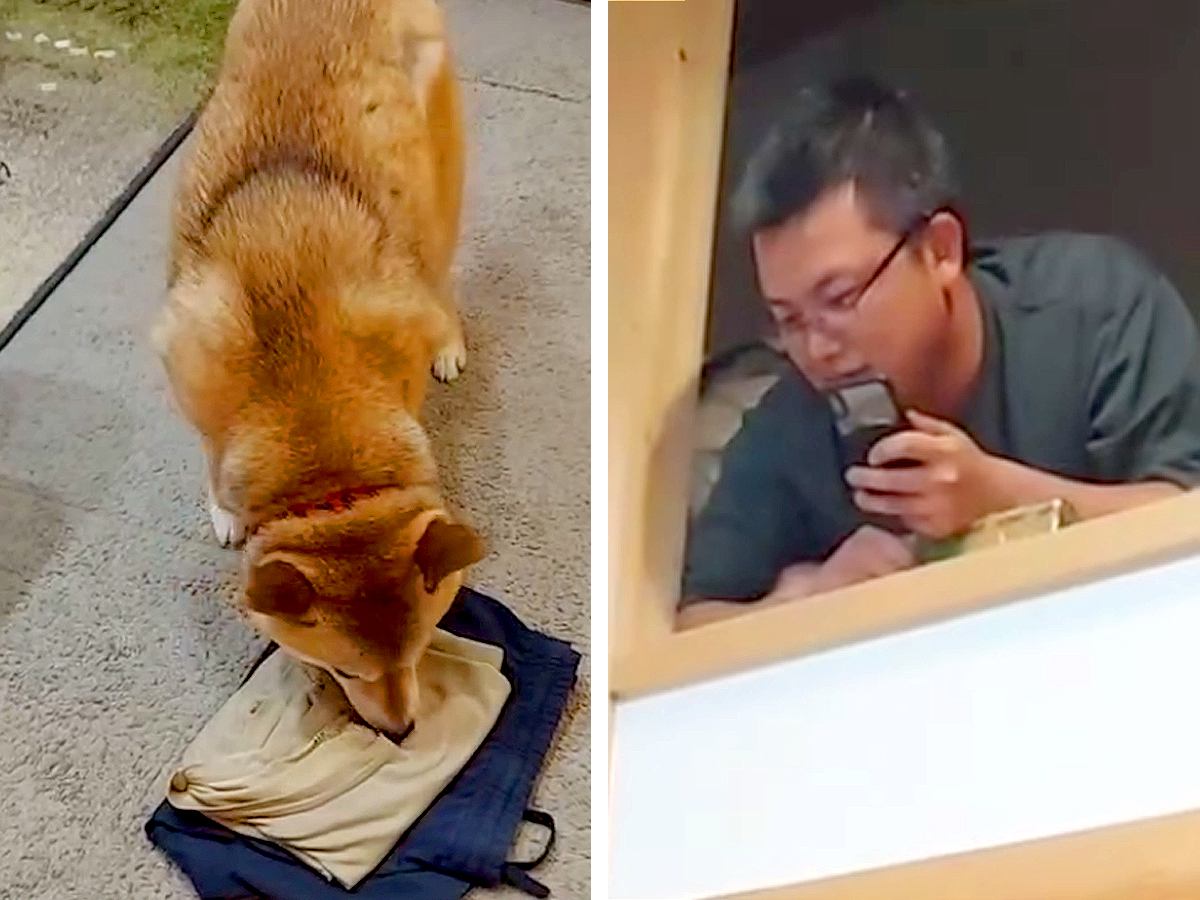 帰省してきた兄→犬に内緒で『高い場所に隠れた』結果…気付いた瞬間の『愛おしい反応』が話題「喜び方が半端ないｗ」「可愛すぎる」と5万再生