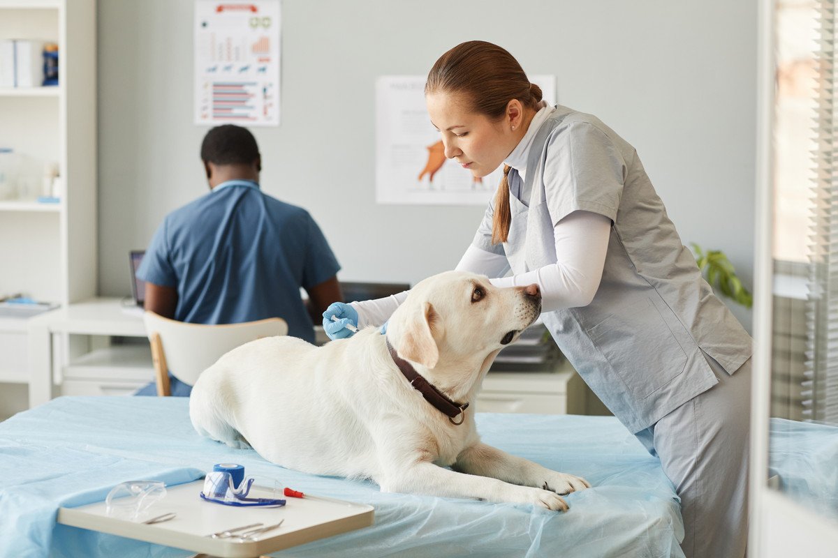 『病気になりやすい犬種』5選　予防法はあるの？早期発見のためにできることまで