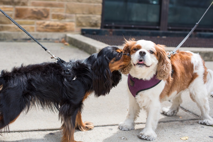 他の犬と触れ合う際の注意点や正しい方法