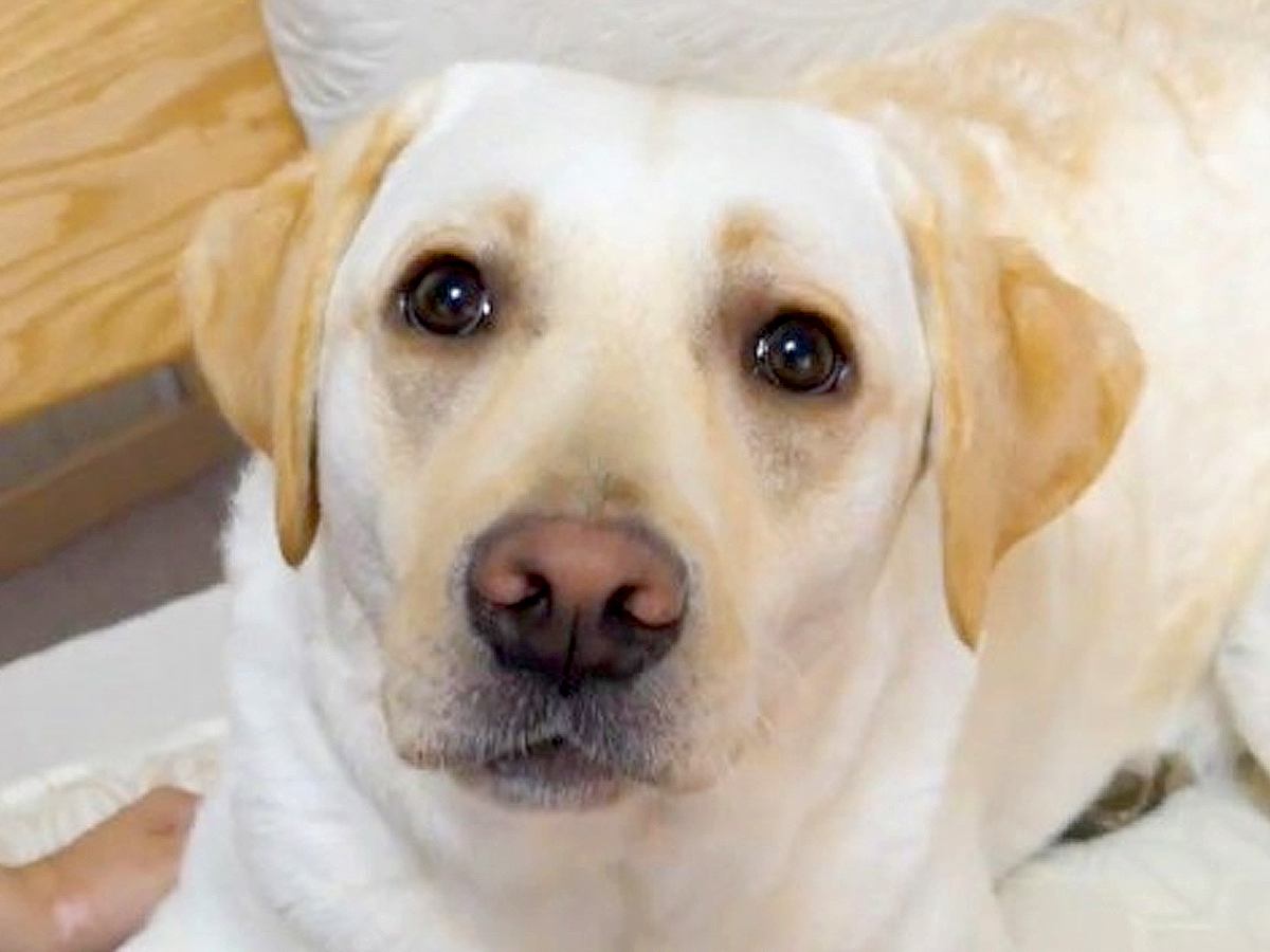 パパとママが『大型犬にハイタッチを求めた』結果…まるで思春期の娘？あまりにも違いすぎる対応に「可哀想ｗ」「お年頃の女子は難しい」と反響