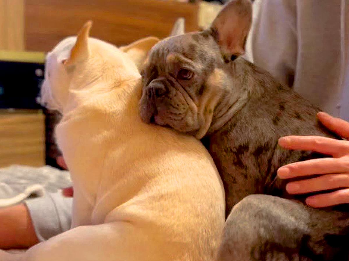 テレビを見ていたら、兄犬の背中に弟犬が…どうしてもくっついていたい『尊すぎる光景』が8万再生「癒しすぎる」「至福のお顔でたまらん」