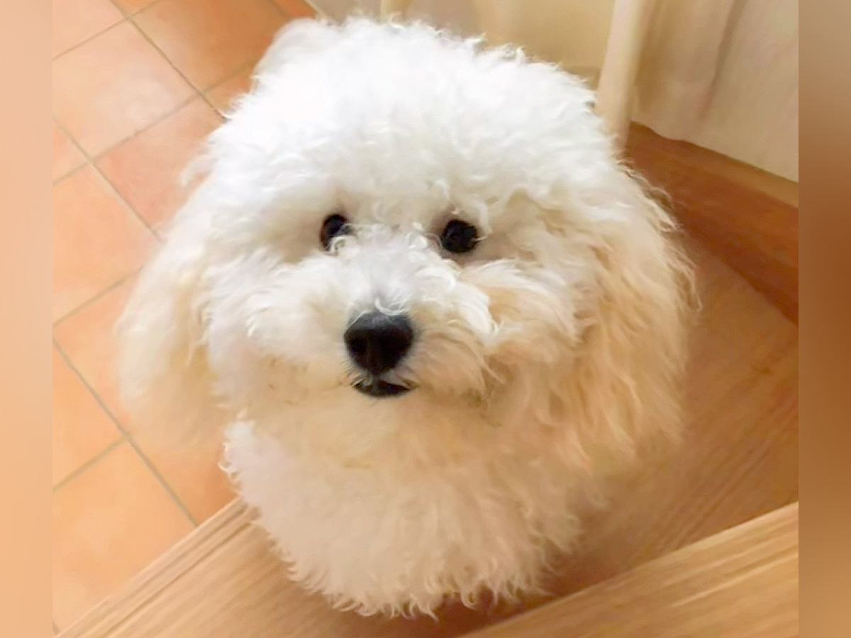 もふもふになった犬をトリミングした結果…衝撃的な『別の動物になったビフォーアフター』が41万再生「さっぱりしすぎで草」「笑うｗｗ」と爆笑