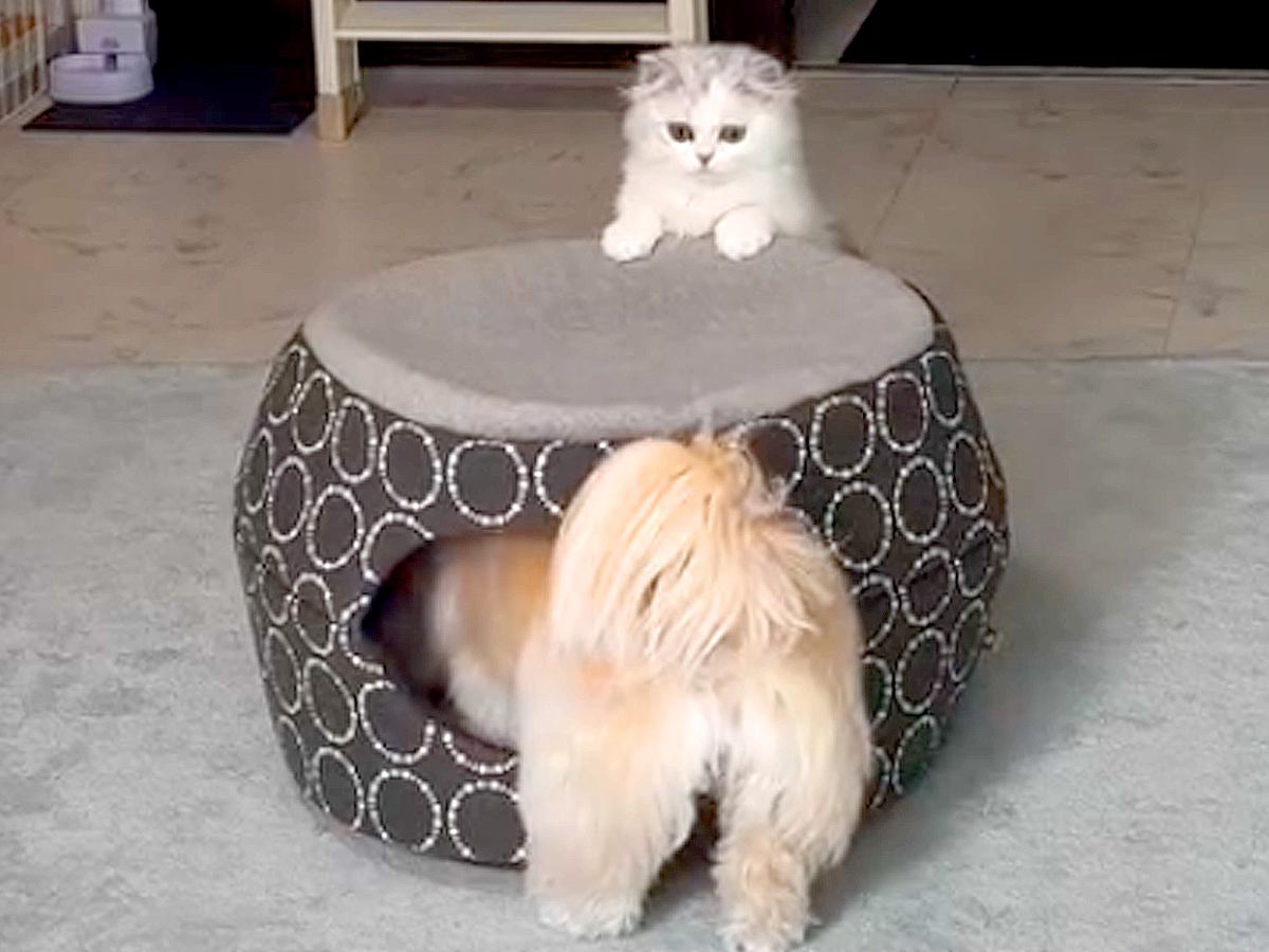 犬と猫のお留守番を隠し撮りした結果→予想外だった様子と『尊すぎるお出迎え』が29万再生「楽しそうなお留守番ｗ」「最高のコンビ」と反響