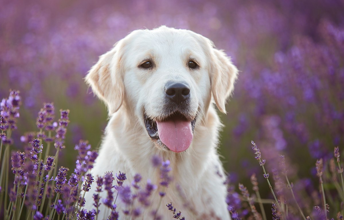 簡単にできる『犬用虫除け』の作り方！用意するものから効果的な使い方まで解説