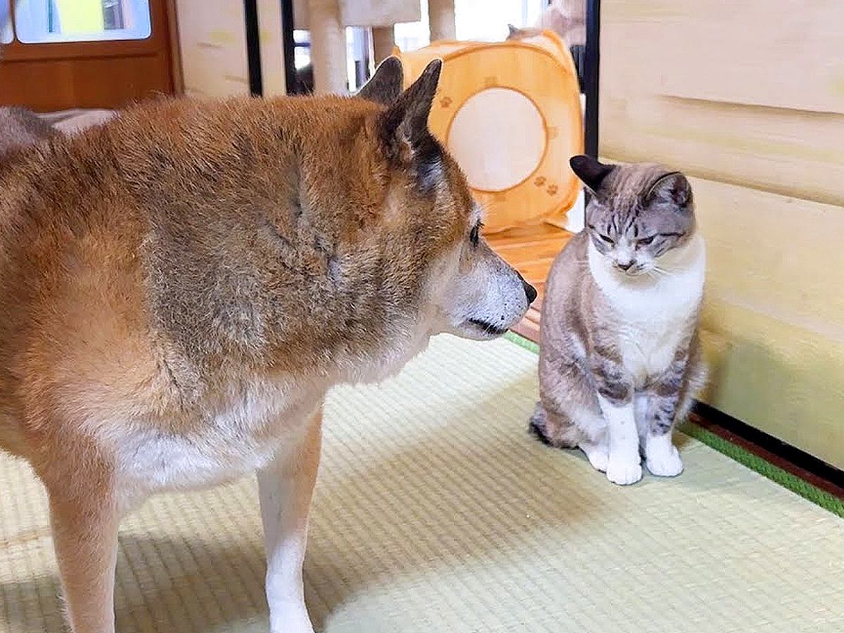 柴犬が『いなくなった猫』を探していたら…衝撃的な"鈍感すぎる光景"が143万再生「本気で心配して優しいｗ」「爆笑した」と絶賛の声