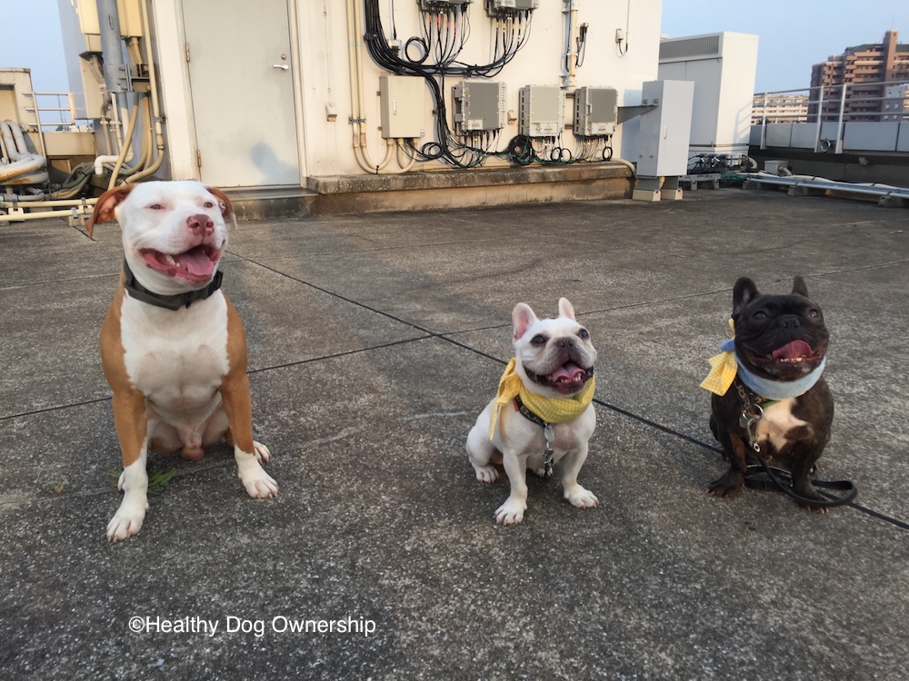 犬のポジティブな感情を生み出すトレーニング法