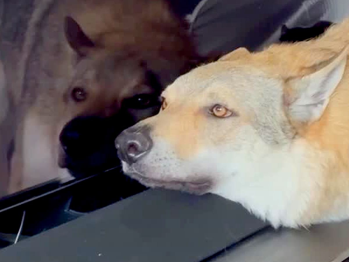 テレビに顔をくっつける狼犬→何をしているのかと思ったら…画面の下で繰り広げられた『可愛い攻防戦』が28万再生「いいコンビｗ」と反響