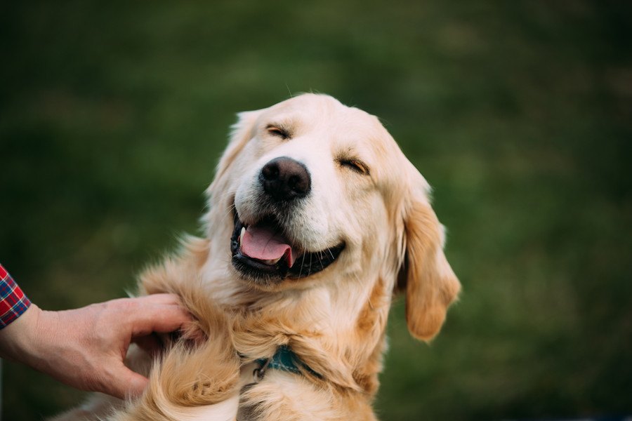 なぜ犬は飼い主と一緒にいるだけで喜んでくれるの？