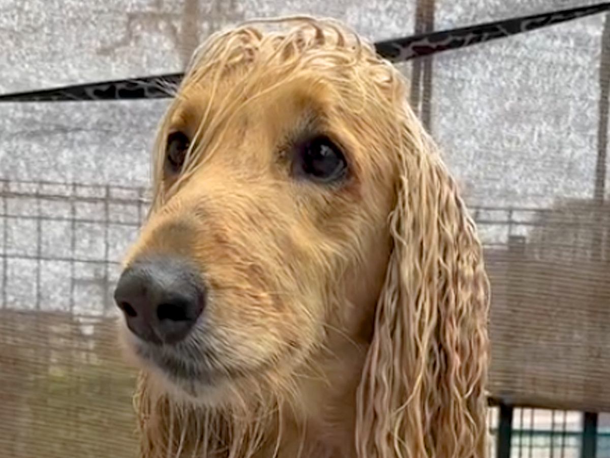ロングヘアがうねうねになっている犬→お風呂でシャンプーした結果…『まるでCMのようなビフォーアフター』に「男前になった」「きれい！」