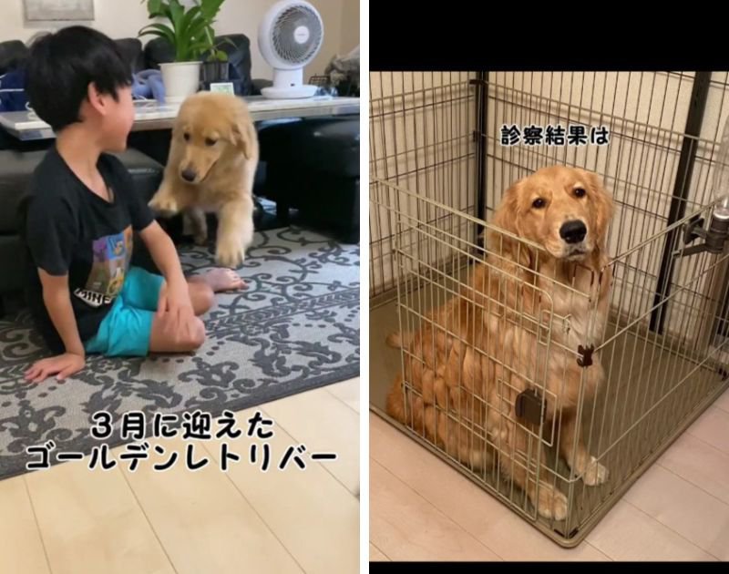 愛犬の食欲不振に脱毛…心配のあまり動物病院を受診した結果に「診断名で笑ったの初めて」「うちの診断名は満腹だった」