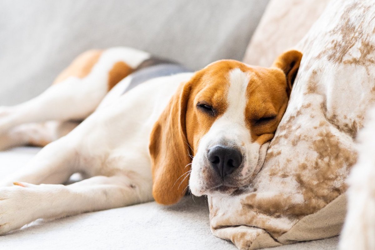 犬にとっての『最高な寝床』とは？5つの作り方と眠りを妨げてしまう環境とは？