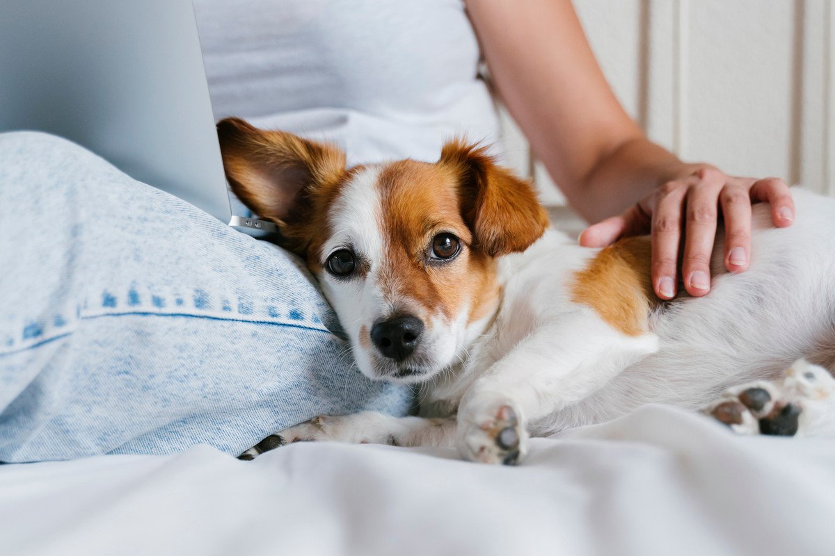 シャイな犬がしがちな「愛情表現」4選♡実はこの仕草は大好きのサインだった！