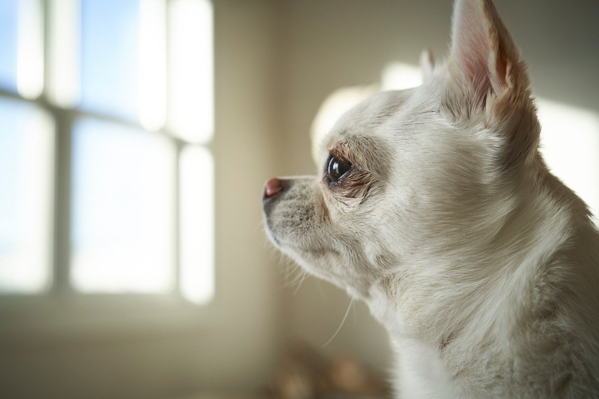 犬を飼って数年が経った…そんな人に思い出してほしい「飼い始めの大切な気持ち」