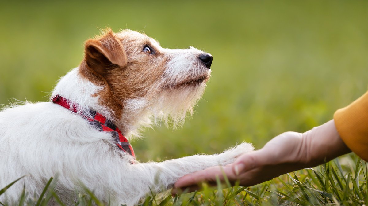 犬は『飼い主の顔を見分ける』ことができる？愛犬の記憶力や覚えさせる方法まで解説