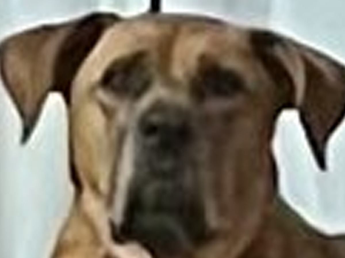 『スイカもらったから後で食べようね』と超大型犬に伝えた結果…普段は絶対にしない『まさかの行動』に1万いいね「思ったより待ってて草」と反響