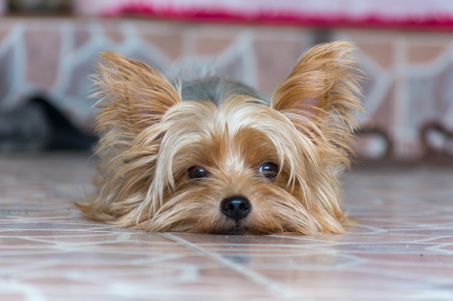 犬が『ふて寝』する時の心理４つ