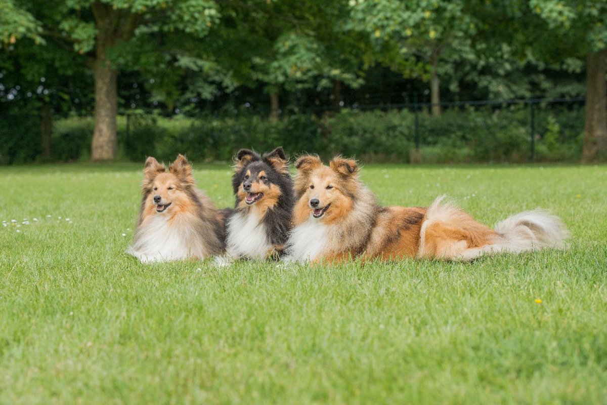 『もふもふな犬種』5選！毛が多い犬の種類とそれぞれ飼うときに注意すべきポイント
