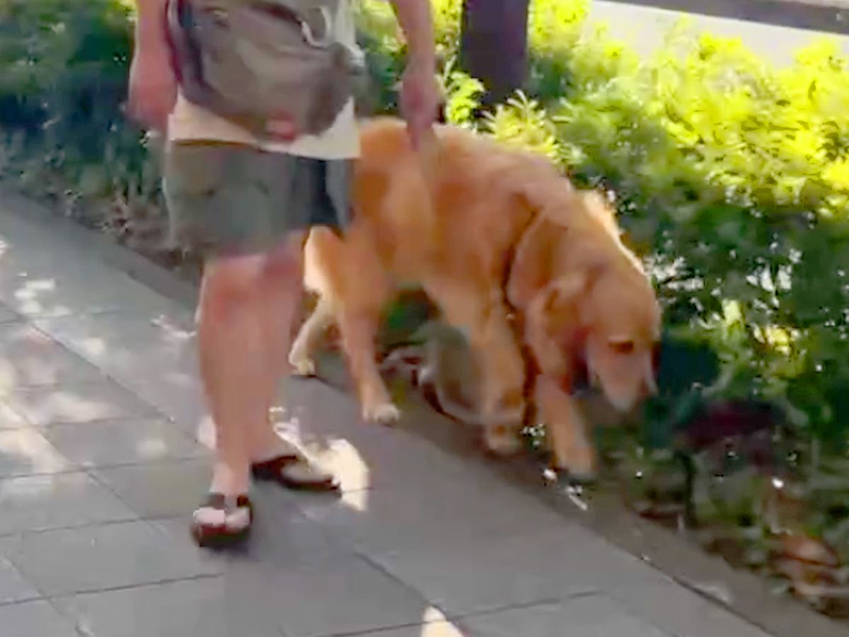 散歩中の大型犬が『いるはずのないお姉ちゃんとすれ違ったら気付くのか？』検証→愛を感じる『まさかの展開』に反響「感動」「声かけてないのに」