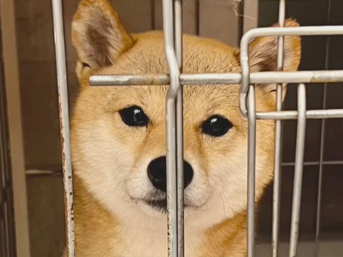 4歳の繁殖引退犬を引き取った結果→初日はとても不安そうだったのに…わずか5日後に見せた『想定外な光景』に「大物感ｗ」「幸せそう」と絶賛