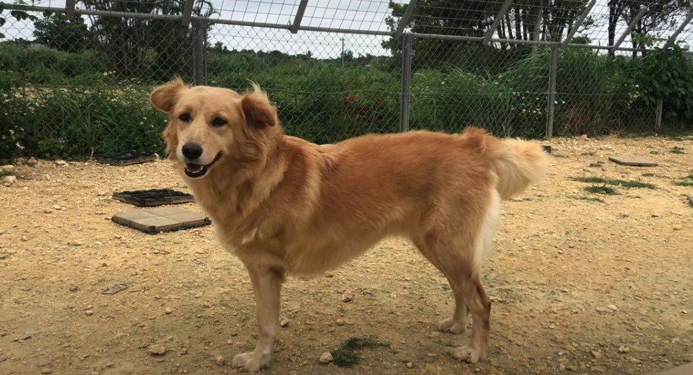 どうか幸せに！３本足の犬『はちみつ』新しいお家への旅立ちにエール