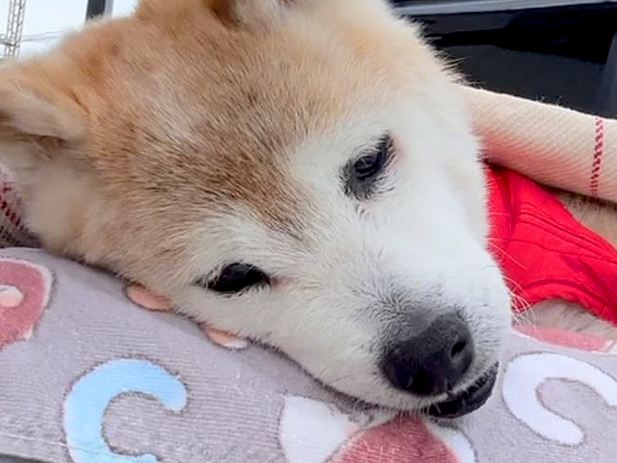 自力で歩けなくなった20歳の老犬→外に出してあげたら…涙が止まらない『まさかの行動』が32万再生「なんて愛おしい」「老犬の可愛さ」と絶賛