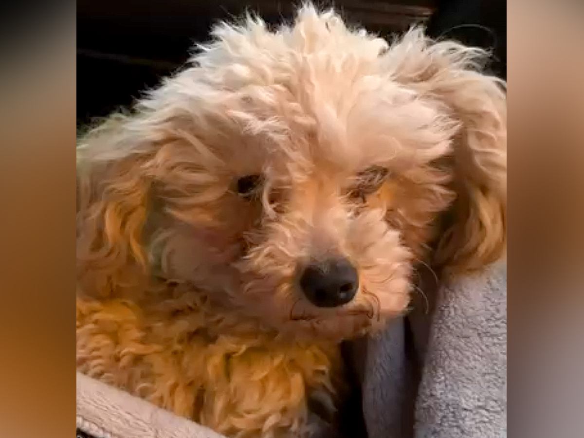 足が壊死し『病気で使えない』と捨てられた犬→２匹の犬と共に保護した結果…涙腺崩壊する『現在の様子』が25万再生「泣いた」「素晴らしい」