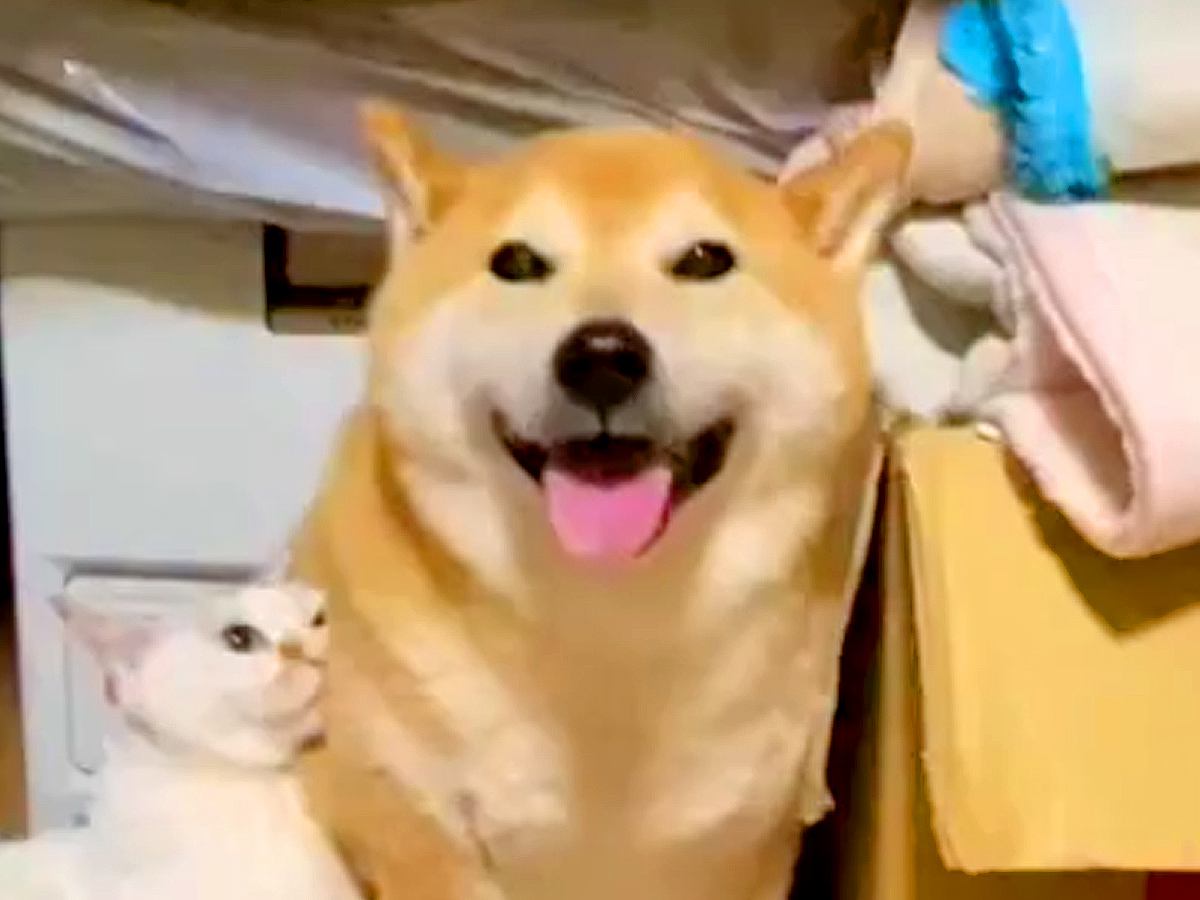 雷が怖くて押し入れに隠れる犬→震えていたら、同居犬と猫がそばに来て…思わず泣ける『素敵な行動』が72万再生「優しすぎて感動」「心強い」