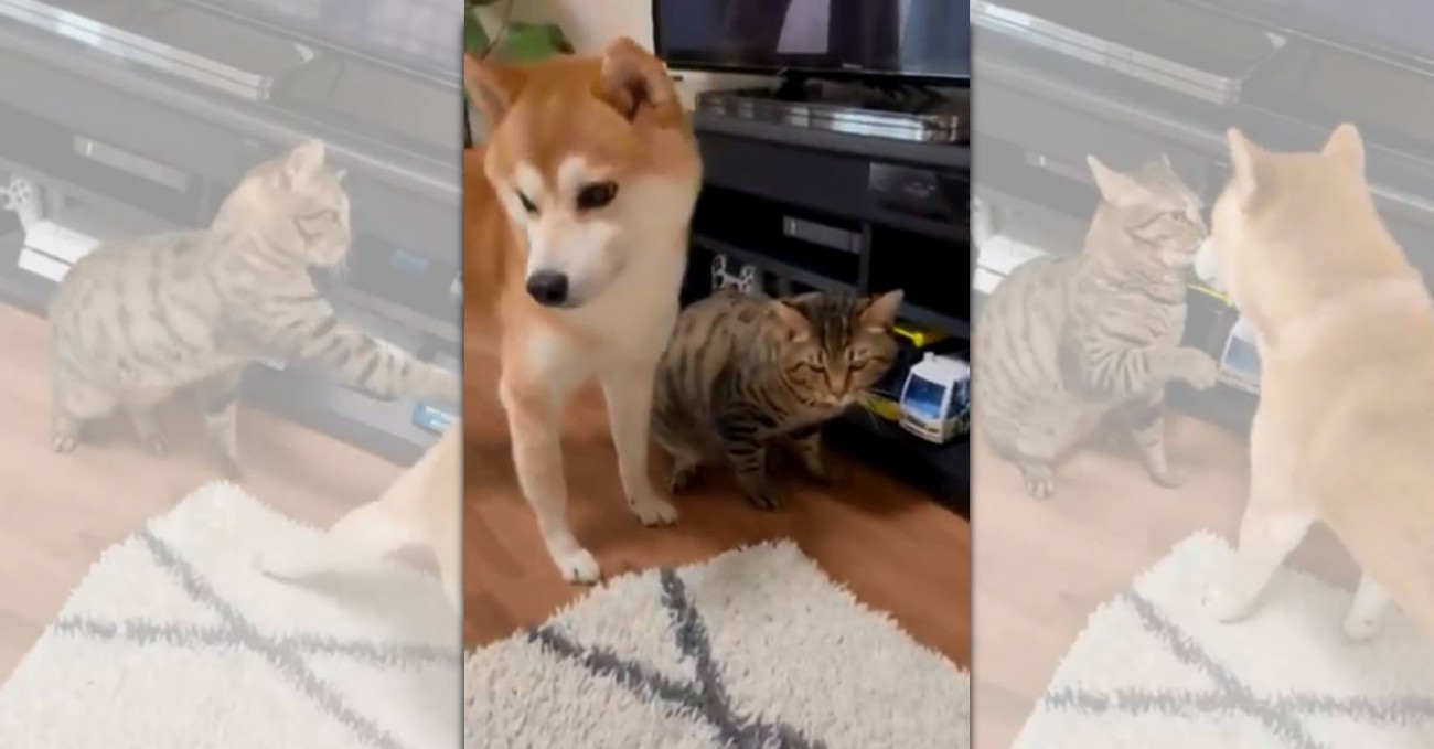 柴犬と猫のラブロマンス？パンチされても揺るがない一途な愛に感動！