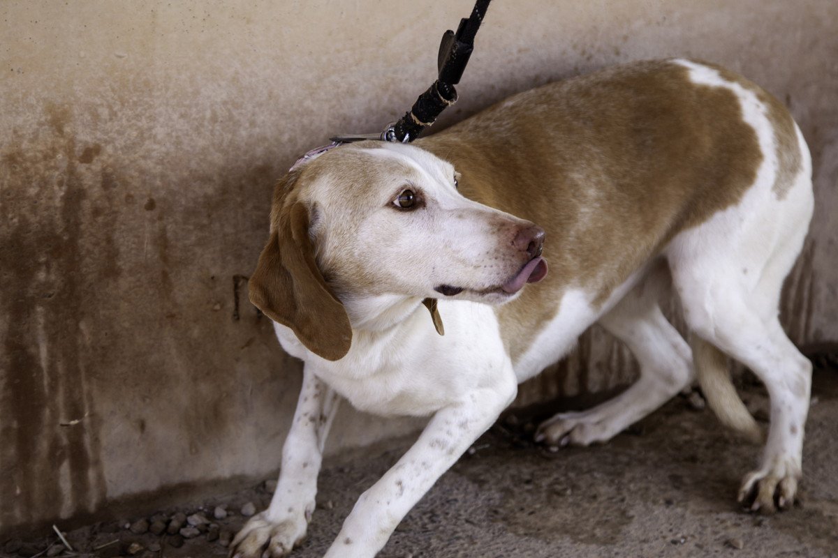 犬が夜の散歩を嫌がる！考えられる3つの理由と飼い主にできる対策、慣れさせる方法まで