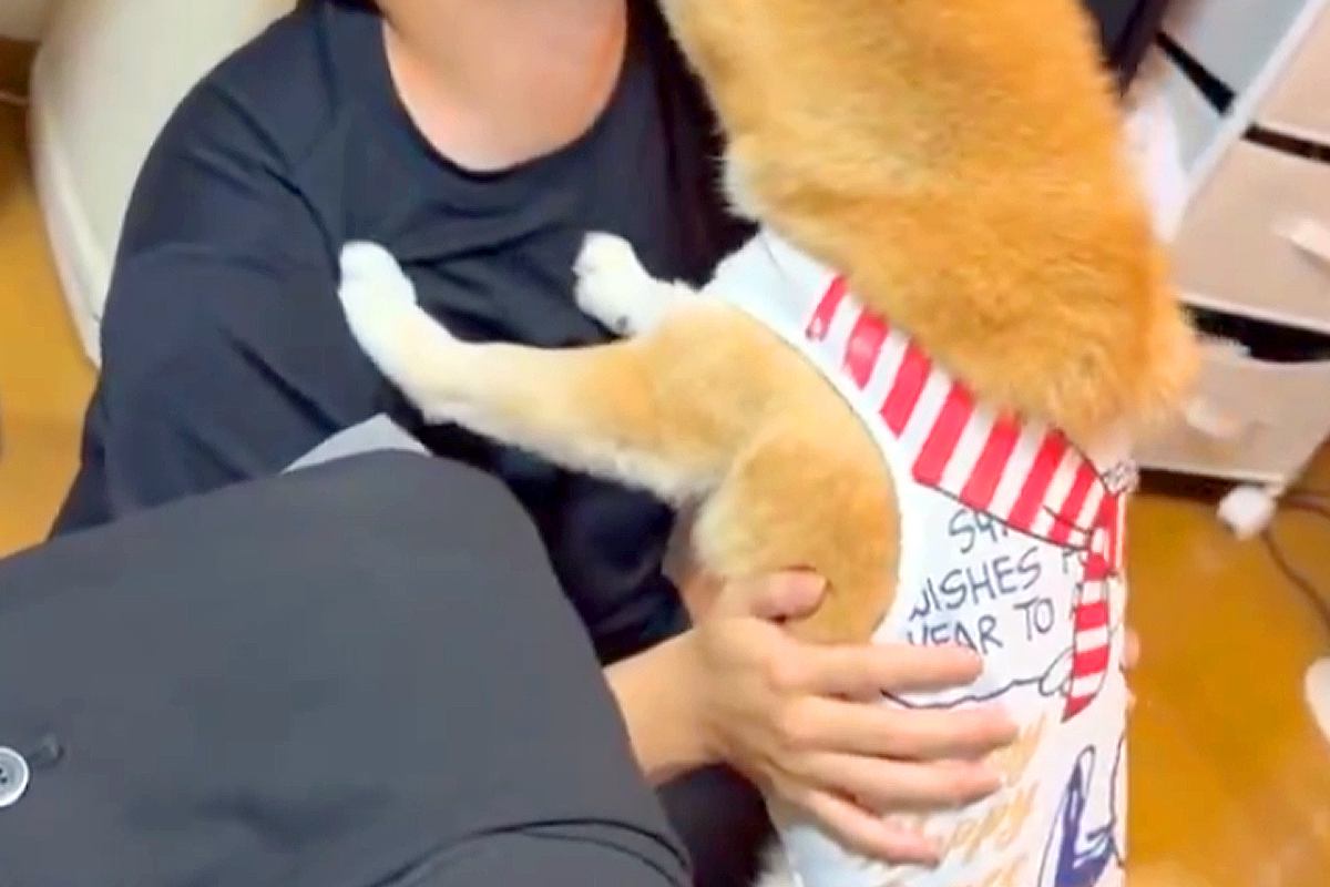 息子が家に遊びに来たら、犬が『いらっしゃい！』と大歓迎をして…あまりにも丁寧な『ごあいさつ』に絶賛の声「愛がすごいｗｗ」「大好きなんだ」