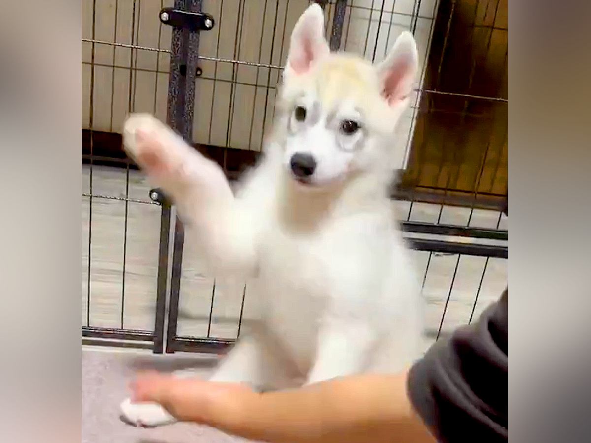 ハスキー子犬に『おて』をさせてみた結果→なぜか両手で…愛おしすぎる『まさかの結末』に3万いいね「可愛いから許すｗ」「ドヤ顔で最高」と絶賛
