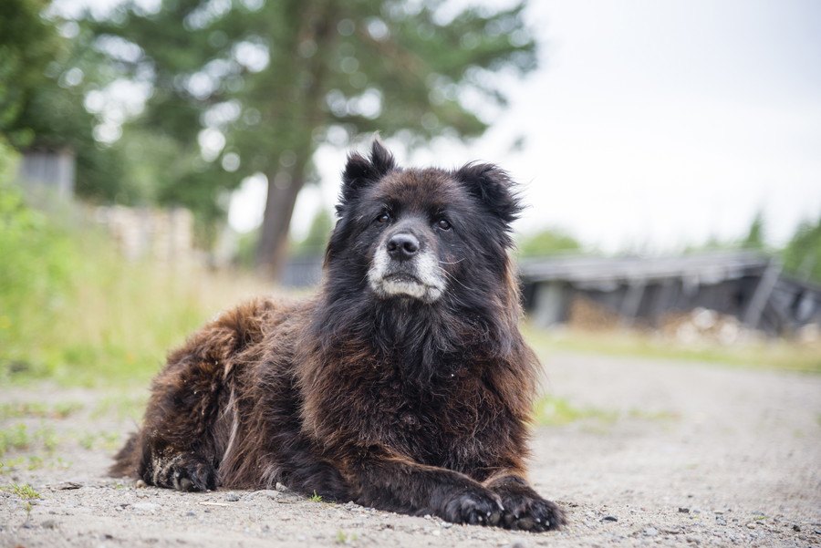 コーカシアン・シェパード・ドッグってどんな犬？その性格や特徴/値段について