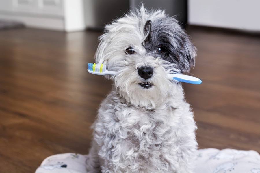 犬に歯磨きをさせるには～３つのアイデア～