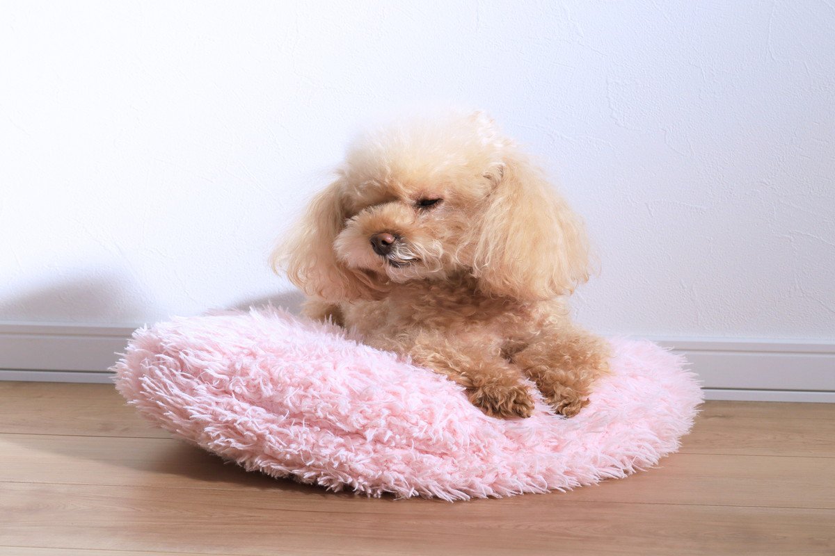 犬が『わがまま』を言っているサイン4選　自分勝手な犬がする行動や正しい対応まで