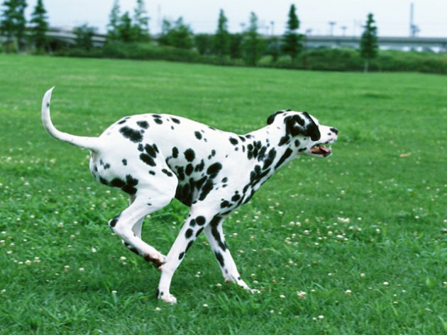 犬に適したダイエット方法について