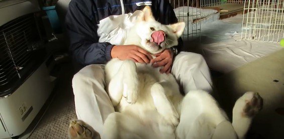 抵抗しても無駄！抗えない飼い主の抱っこに脱力する秋田犬