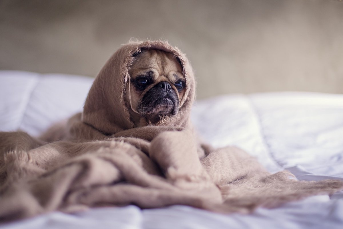 犬を病気になりやすくしているあなたの些細な行動