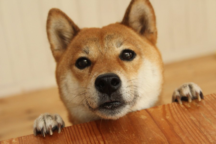 気分屋な犬がする仕草や行動５つ